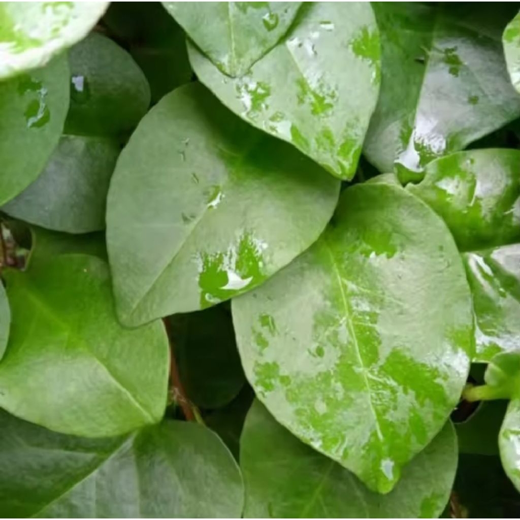 

Herbal alami daun binahong / lembar