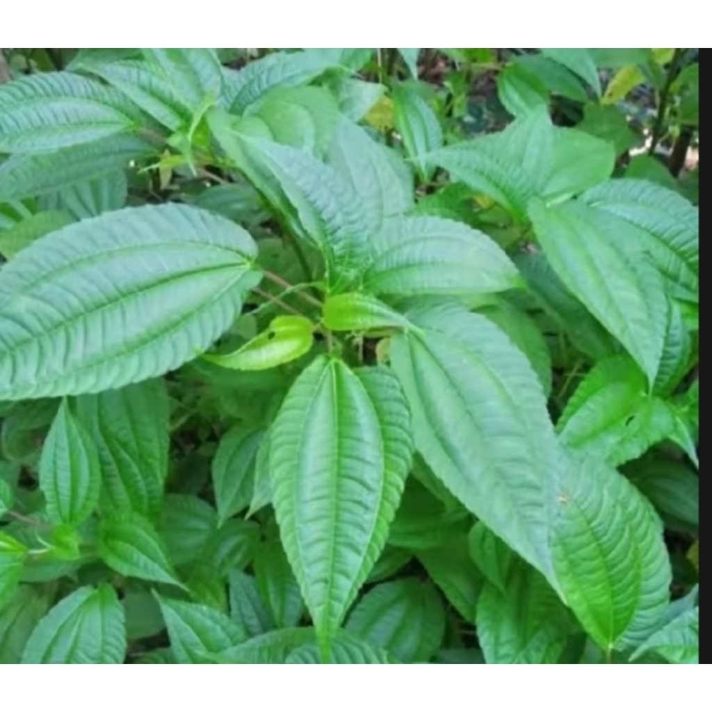 

daun lalapan pohpohan 500gram