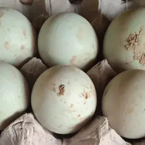 

telor bebek mentah (isi 3 biji)