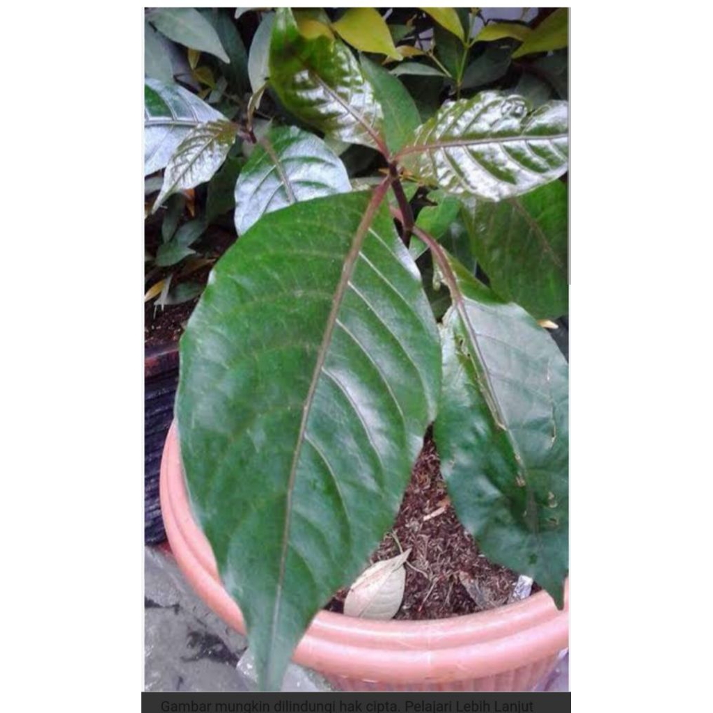 

daun handelem segar 500 grm