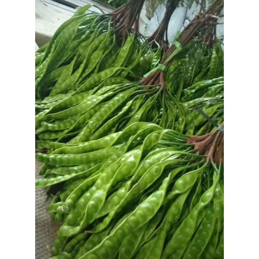 

Promo pete 10 keris Rp 35.000 fress langsung petik dari petani MATA BESAR DAN JUMBO dapat 10keris