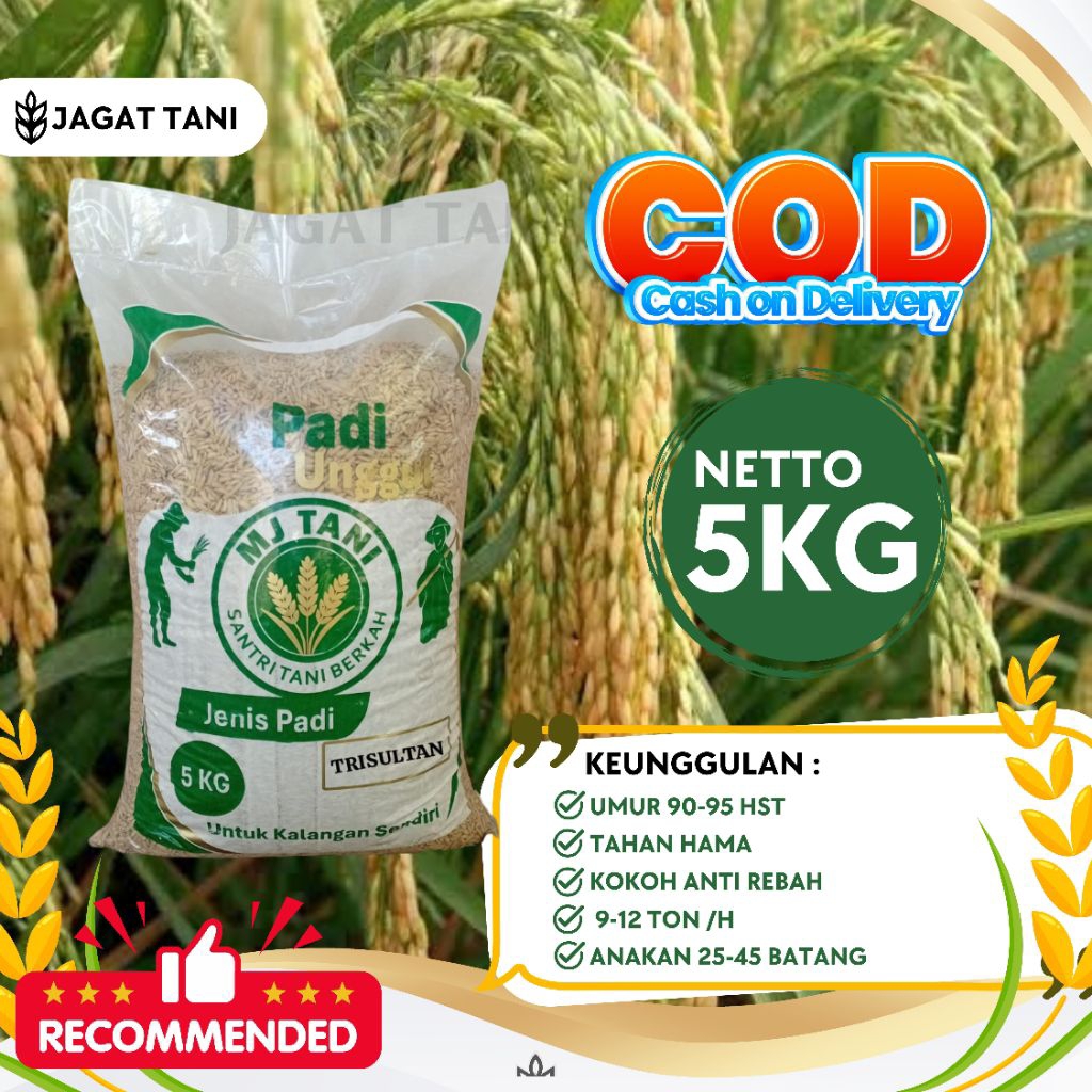 Bibit Padi Trisultan Berkualitas Original
