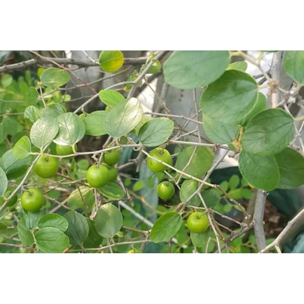 

daun Bidara Arab segar per 100 lembar obat herbal alami