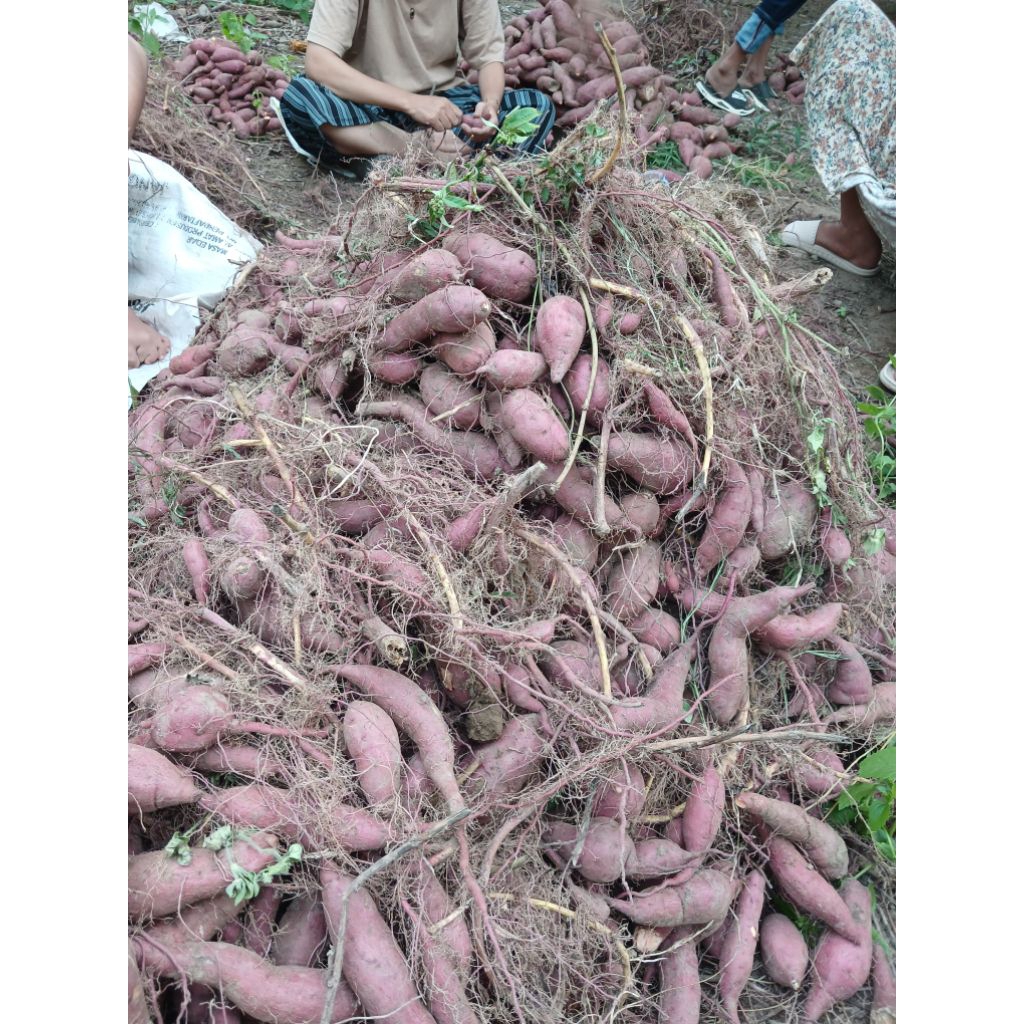 

Ubi Jalar/Ubi Rambat