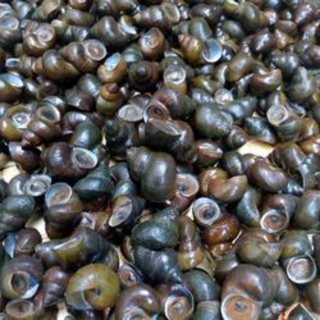 

Tutut Sawah Segar Kualitas Super 500gram-1kg-2kg