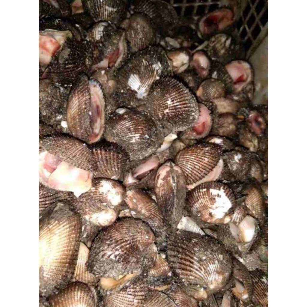 

kerang Bulu Segar 1 kg (seafood segar)