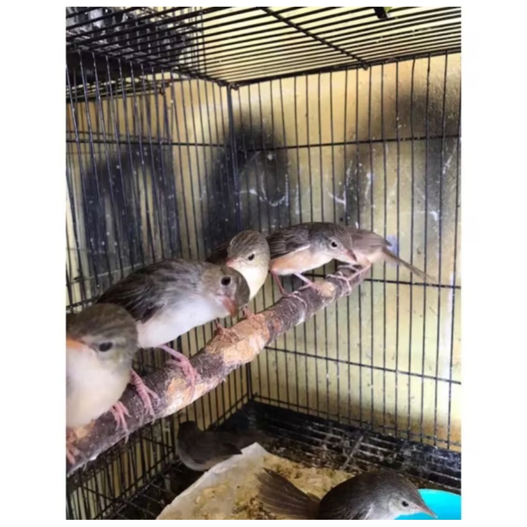 Burung Anakan cigun sudah mandiri Sehat istimewa