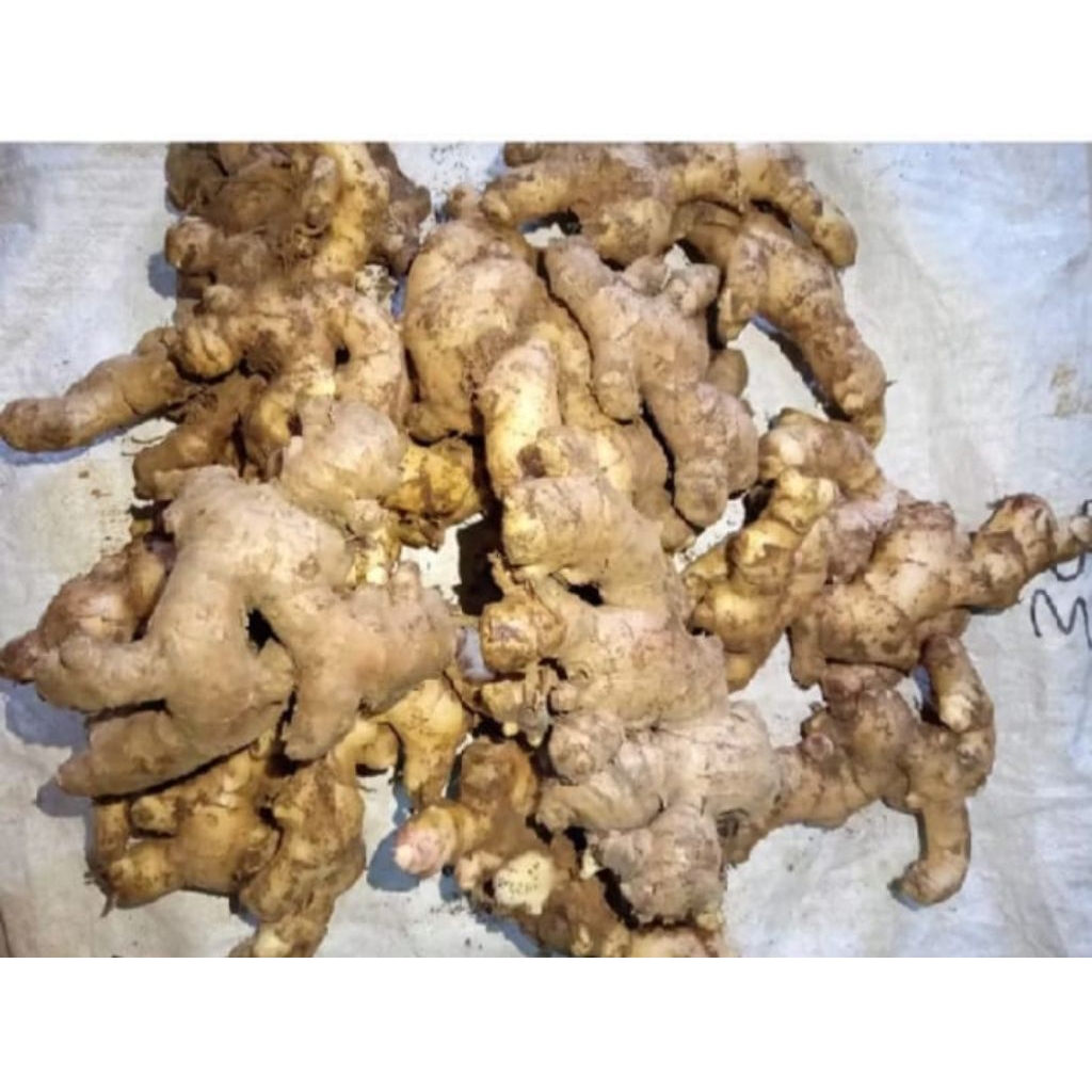 

jahe lokal super 1kg langsung dari petani