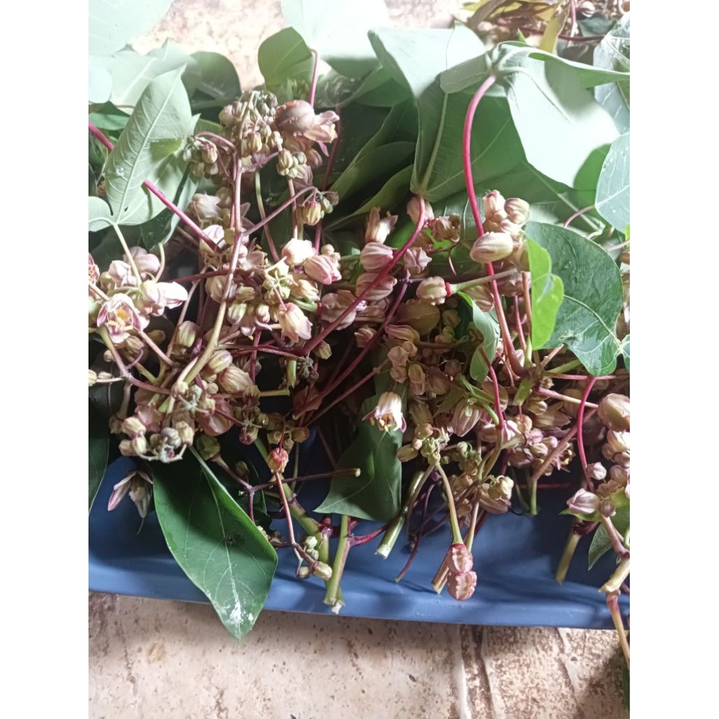 

Sayuran bunga singkong segar 250gr