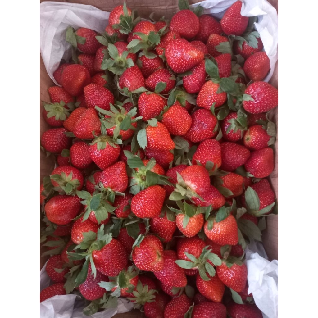 

Stroberi Segar Curah