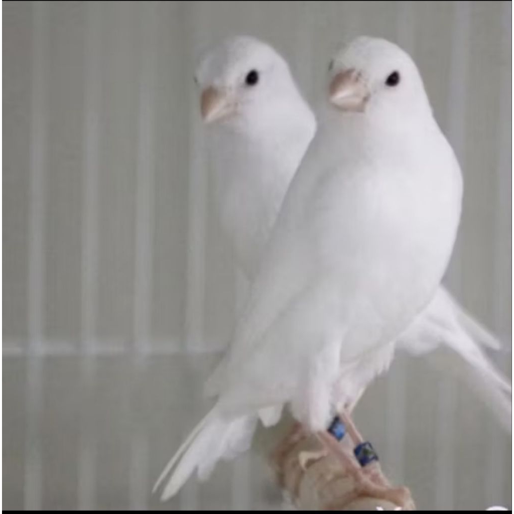 Kenari loper Putih Pilihan jantan terbaik