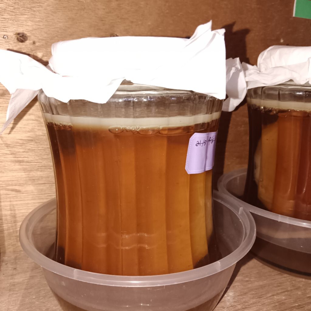 

scoby kombucha