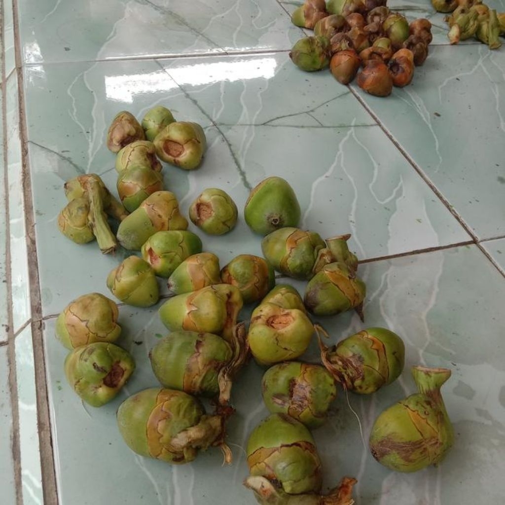 

Tembeluk, Beluluk kelapa hijau 20pcs untuk obat tradisional