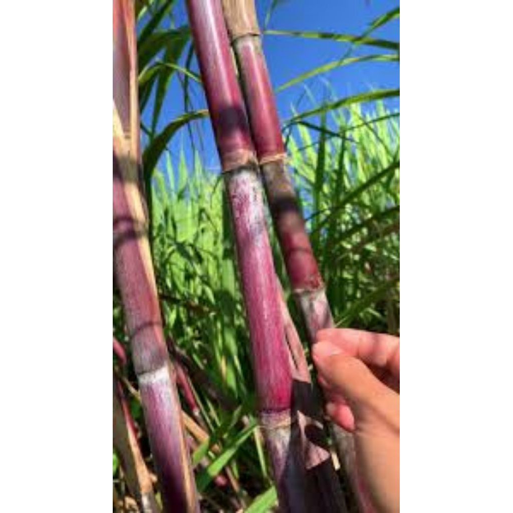 

Tebu merah manis 1 kg / segar alami dan khasiat