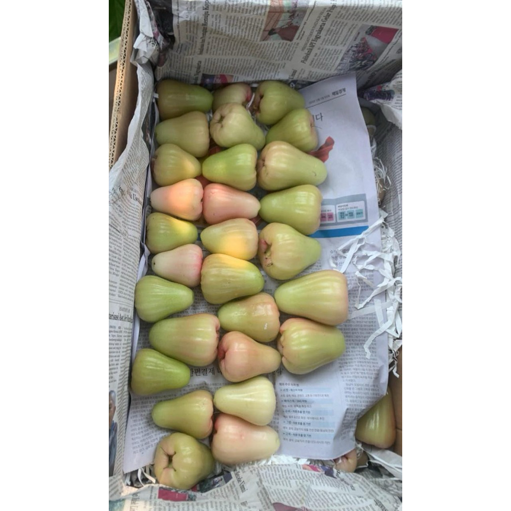 

Jambu Susu / Jambu Dili Manis Garing Enak 1 kg
