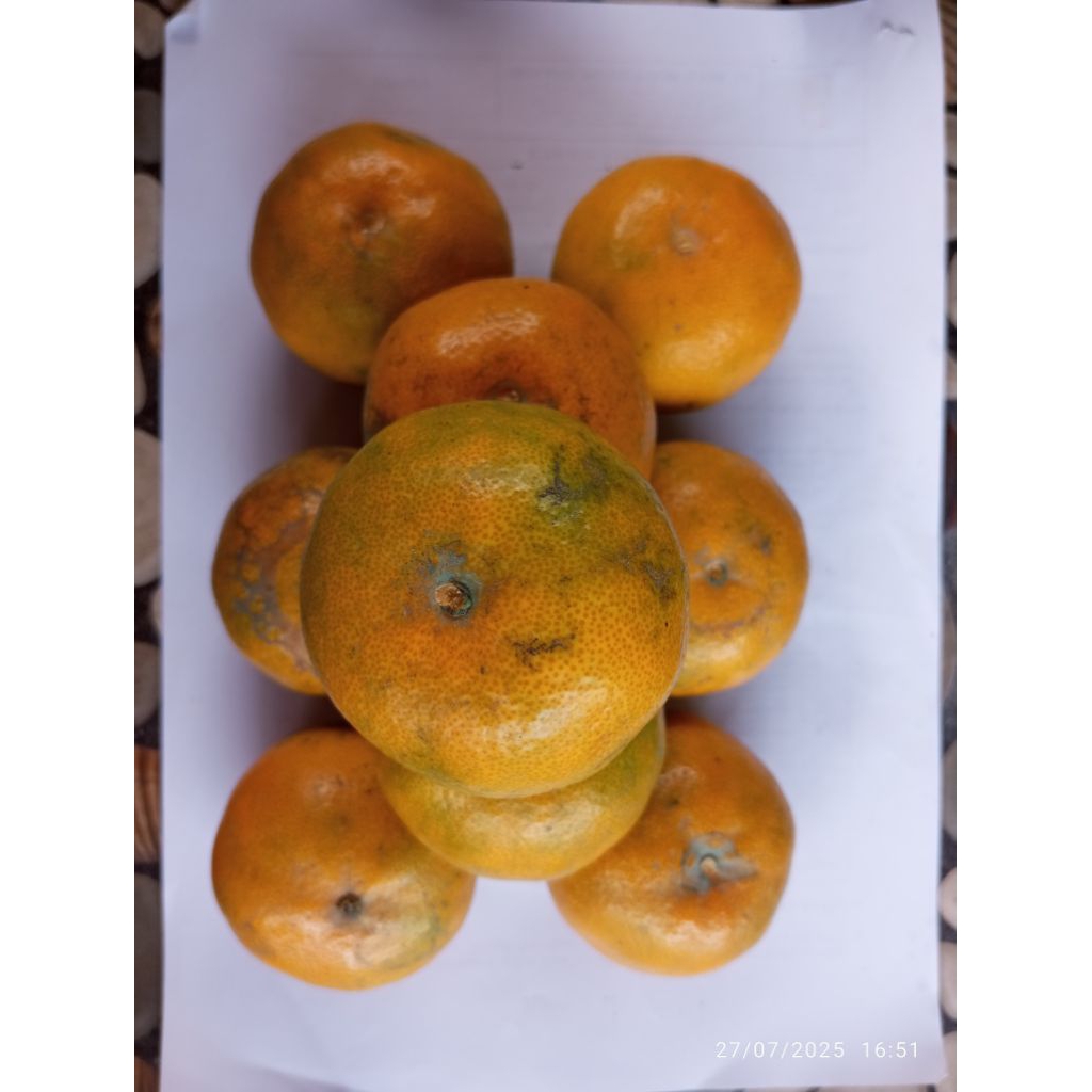 

Kelas D TOP Jeruk Medan