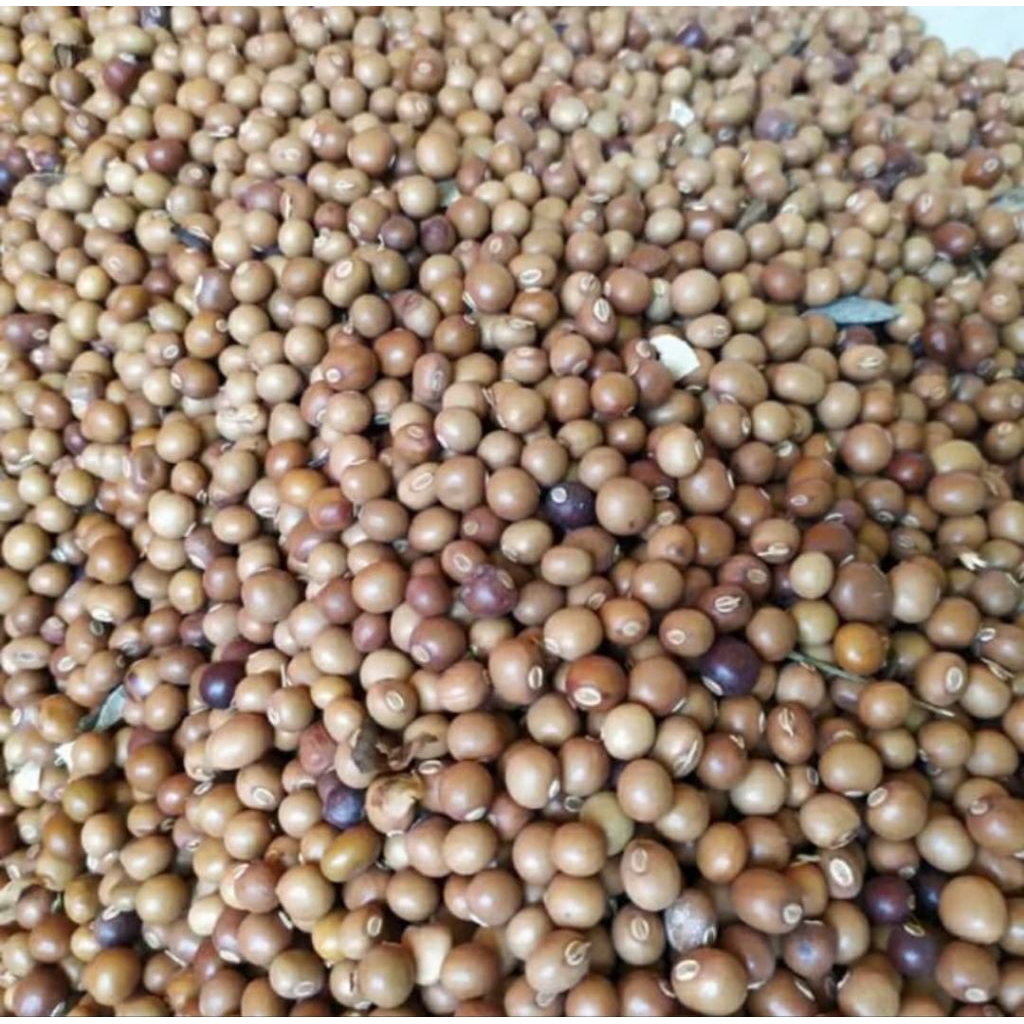 

50 BIJI KECIPIR SIAP SEMAI