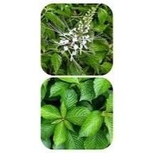 

DAUN KUMIS KUCING DAN KEJI BELING / PECAH BELING SEGAR, Herbal Tradisional, Obat Batu Ginjal