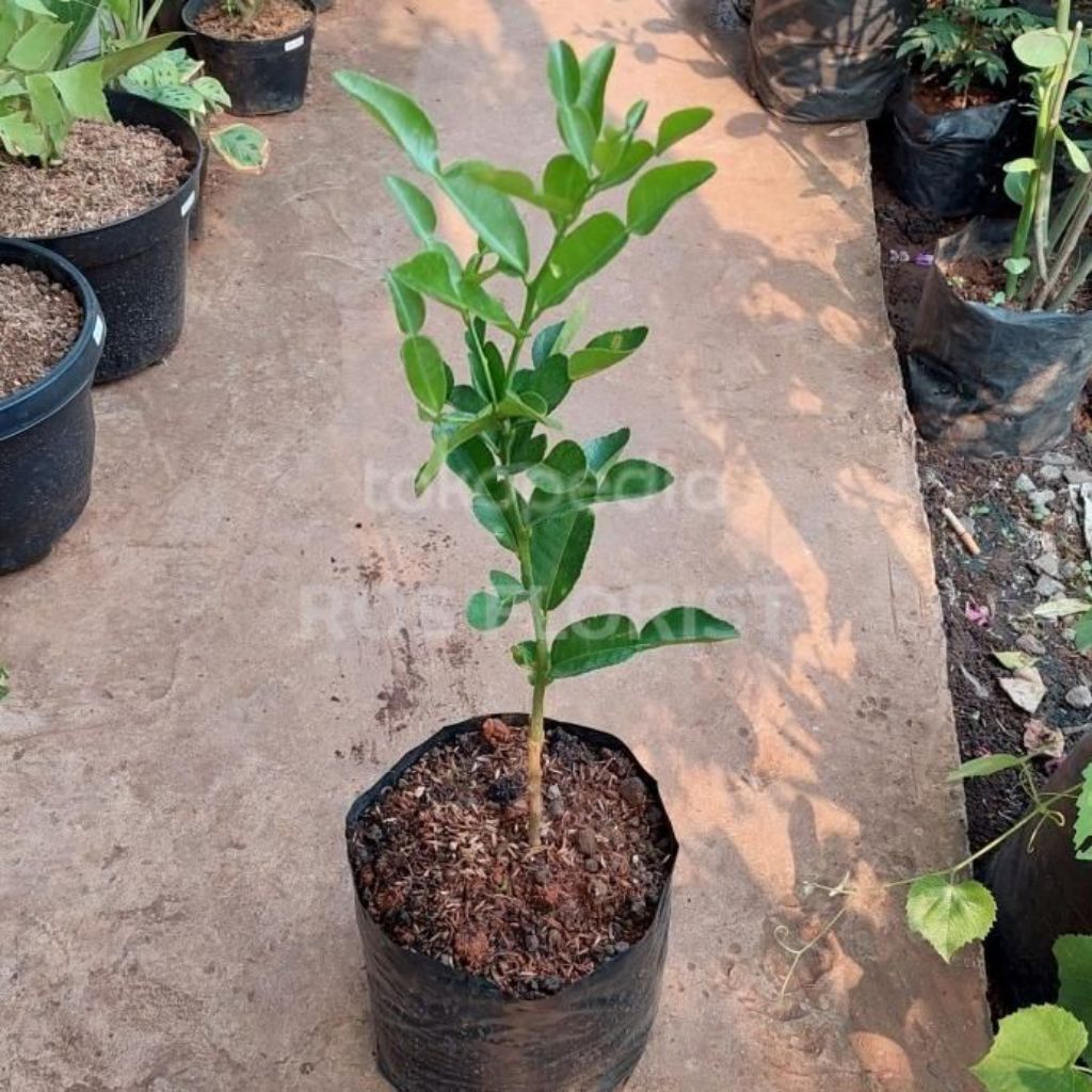 Pohon Jeruk Purut/bibit Pohon Jeruk Purut