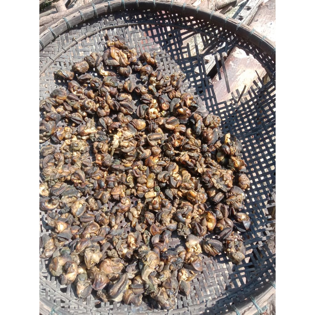 

jual daging bekicot udah kering per 1 kg