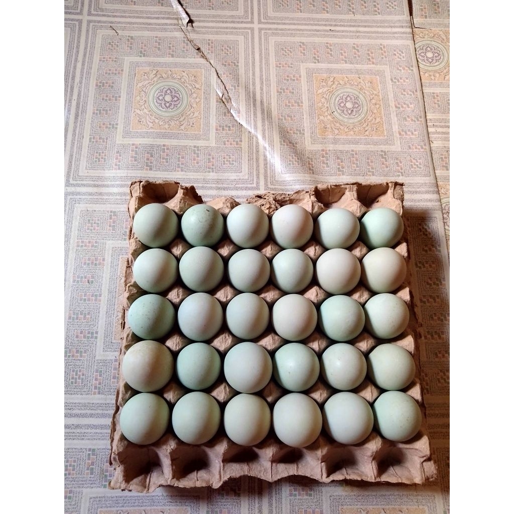 

Telur Bebek Segar Bebek Petelur