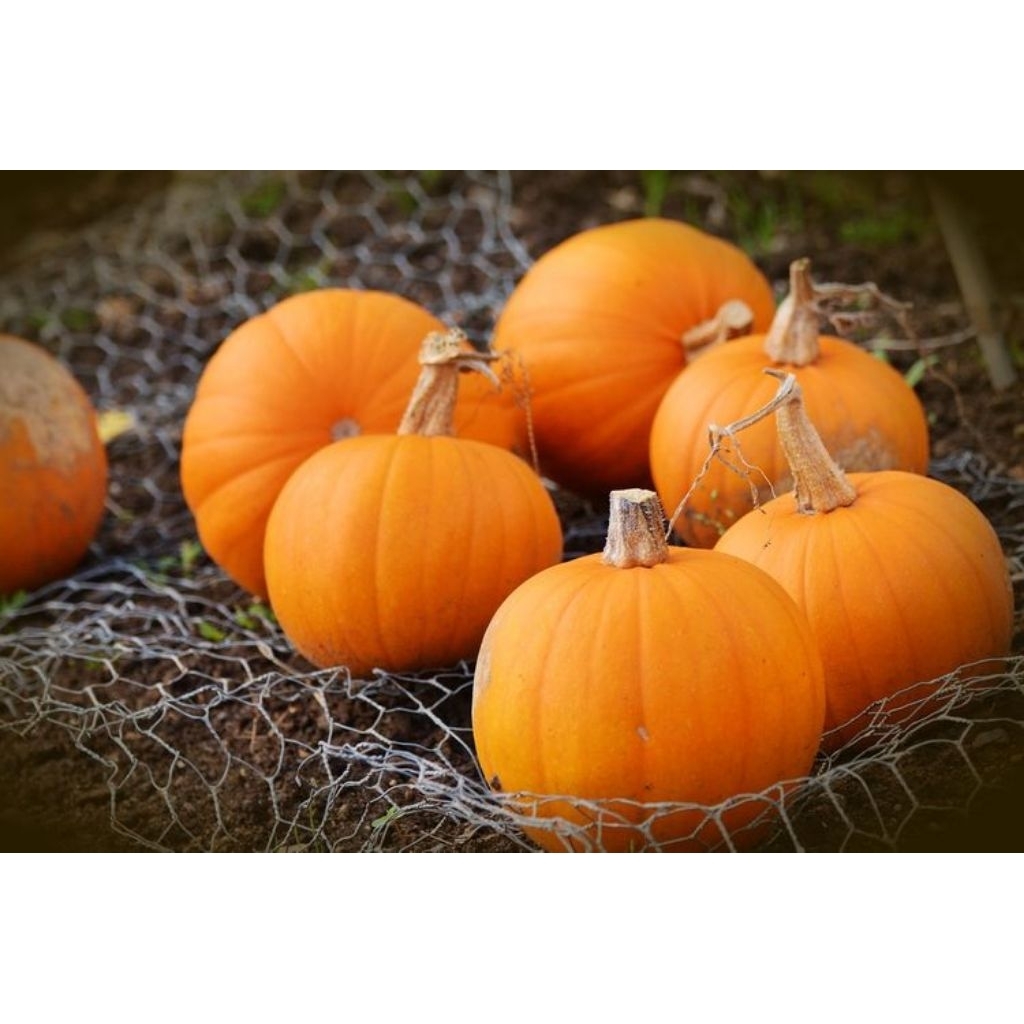 

Kabocha / Labu Jepang / Labu Kuning 1kg