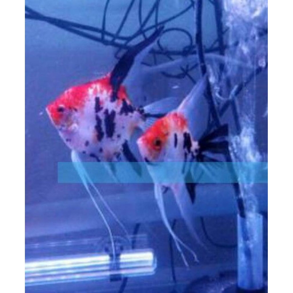 Manfish Red koi Slayer 3  cm - khusus gosend