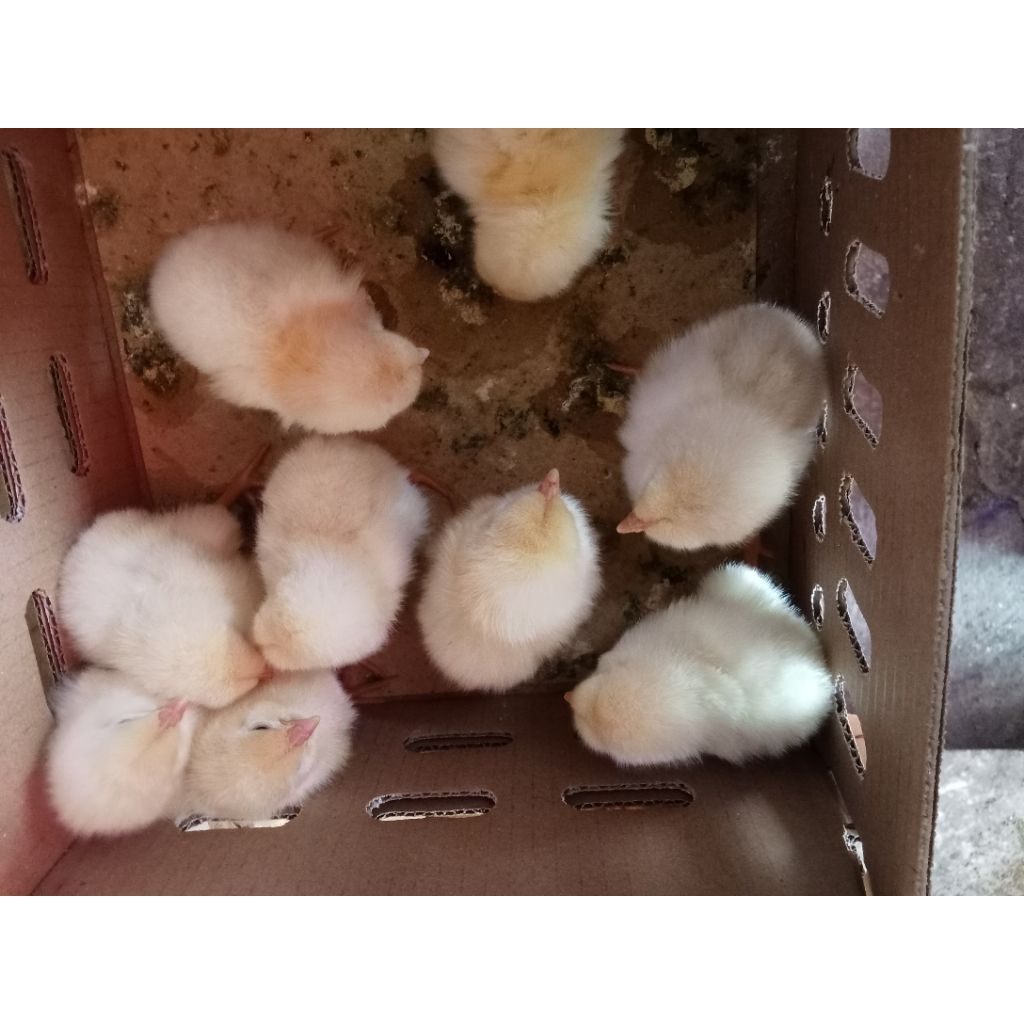 

anak ayam jantan .siap di kirim