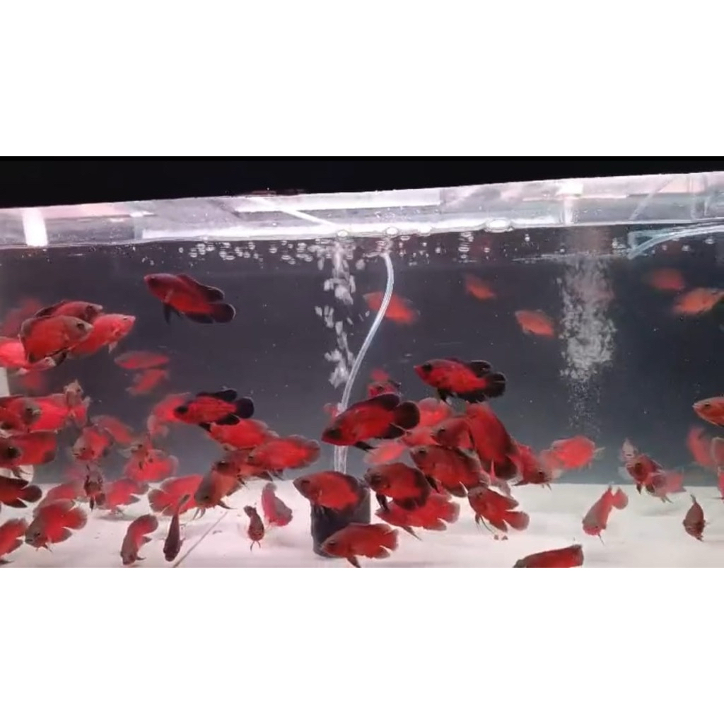 PAKET 5 EKOR MIX OSCAR RED PARIS&RED COOPER TEMBAGA