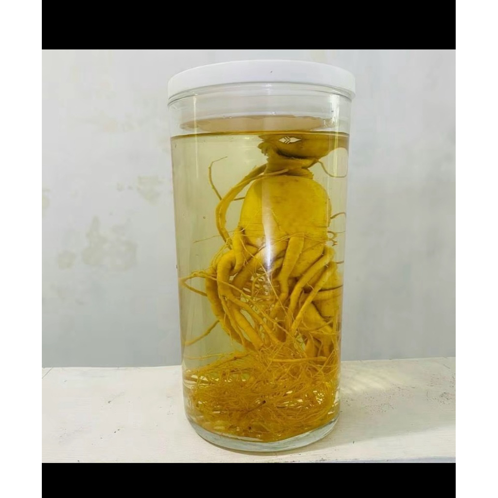 

Paket Komplit Ginseng Jumbo + Kuda Laut + Botol Kaca 1050ml | Herbal Rendaman