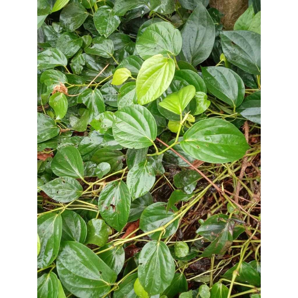 

daun sirih, suruh hijau fresh segar langsung petik pohon