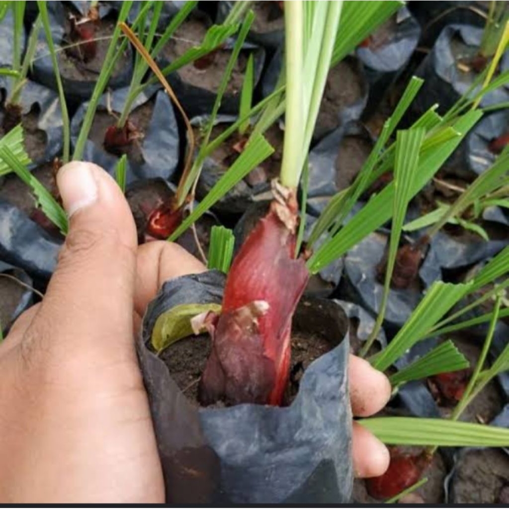 

bibit bawang Dayak segar fresh 100g siap tanam