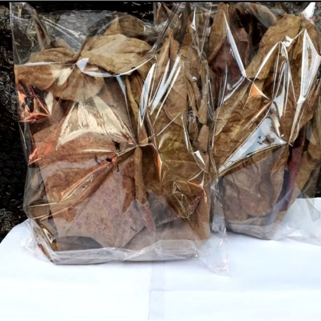 

daun ketapang kering