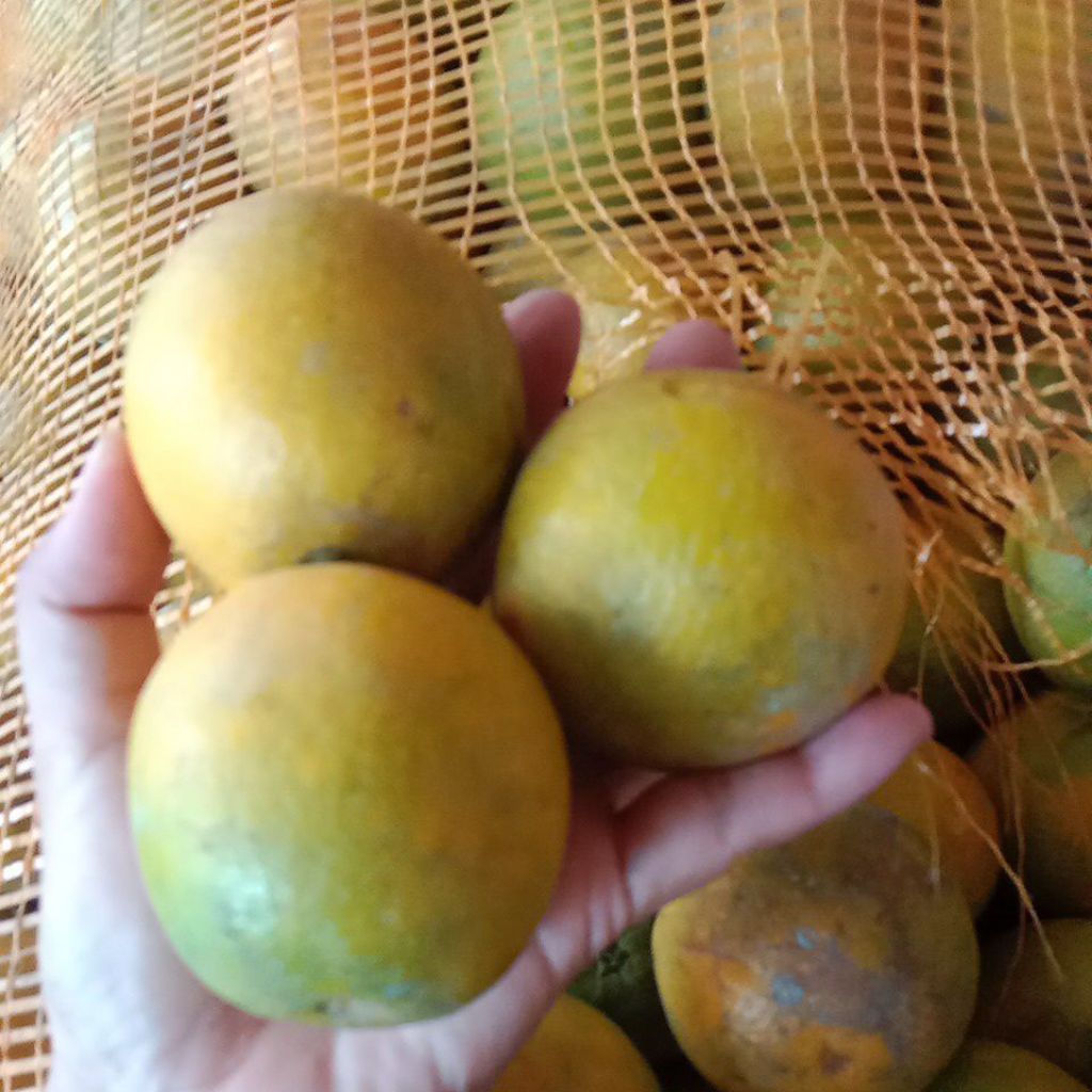 

Jeruk Baby Java Malang Kuning Fresh size KECIL 1Kg