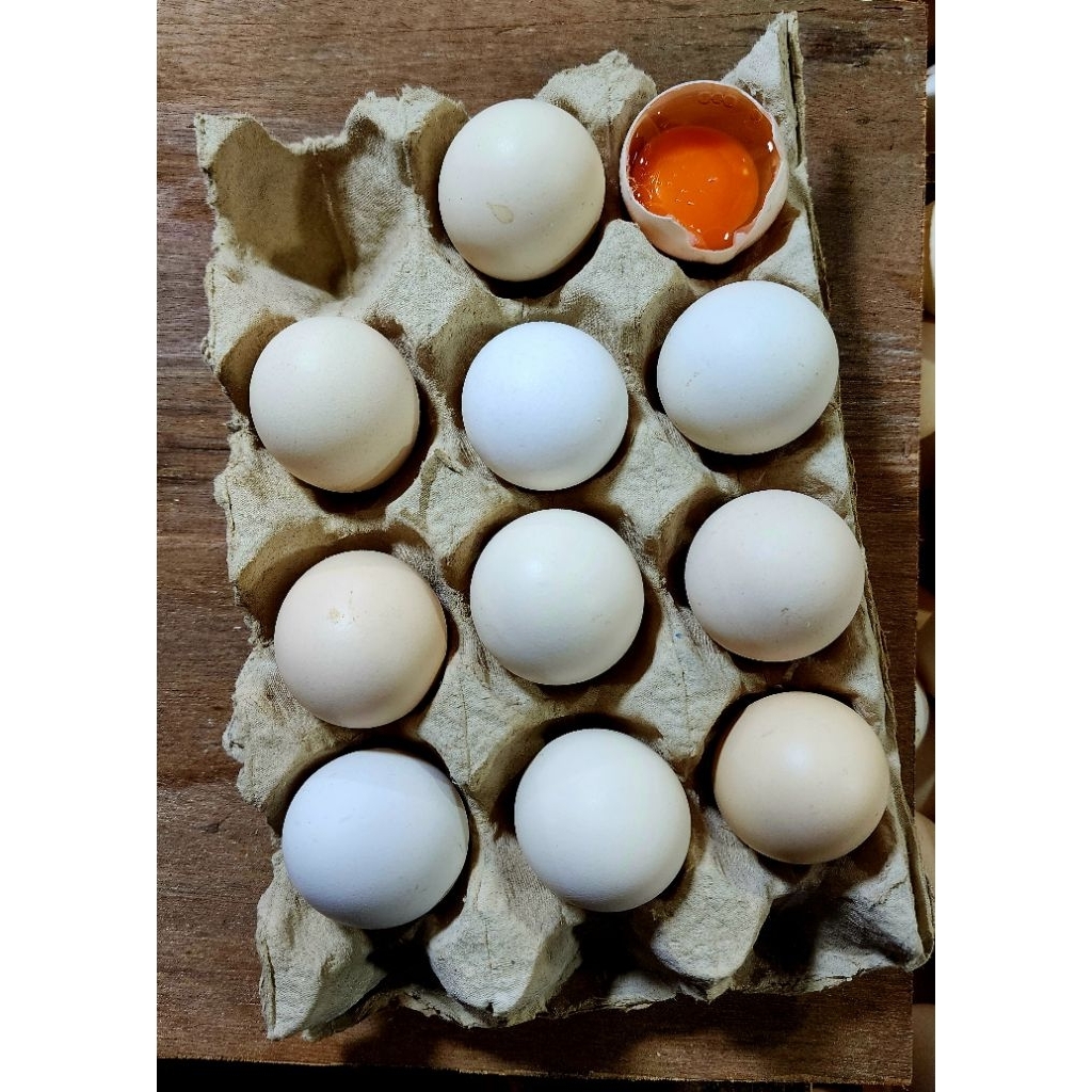 

Telur kampung Omega Organik Premium isi 10pcs cocok untuk sarapan di pagi hari
