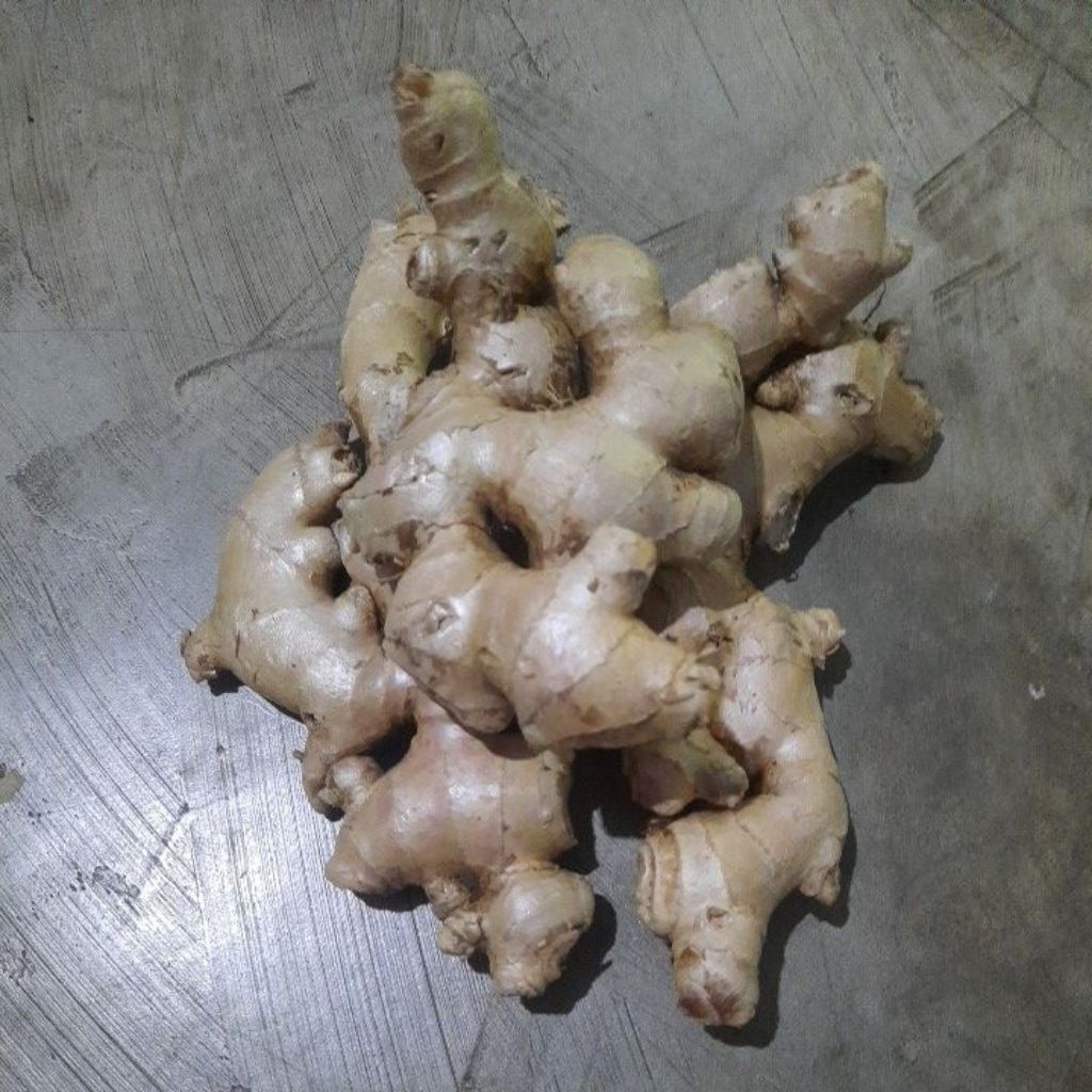 

jahe gajah ( jumbo )