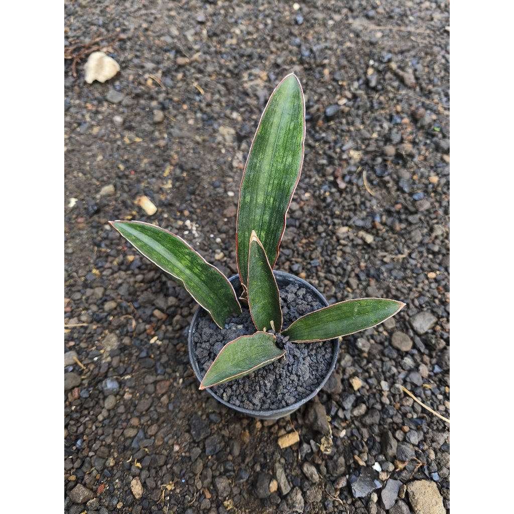 Sansevieria Scimi Black R1881