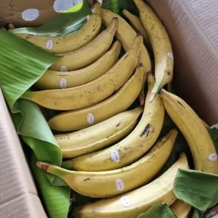 

Buah pisang tanduk bogatani Australia pisang tanduk madu | pcs