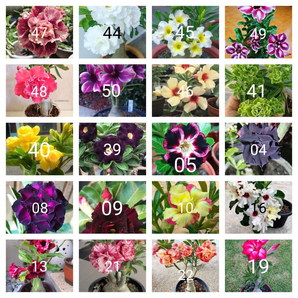 Tanaman hias adenium paket 20 macam jenis bunga