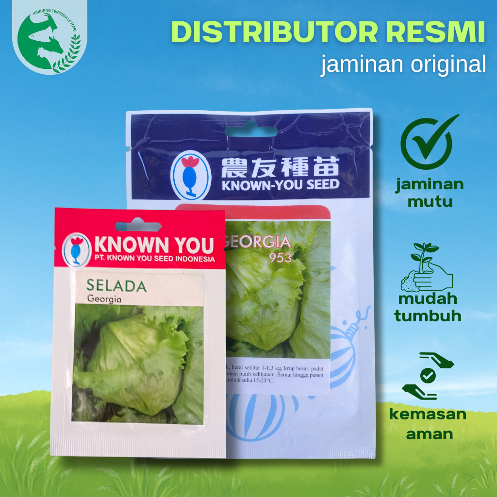 Benih Selada Kepala/Iceberg/Head Lettuce GEORGIA 953 10 GRAM Known You Seed
