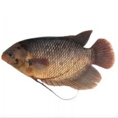 

Ikan Gurame Segar - Ikan Gurame Fresh / Ikan Gurami Segar 5 Ons