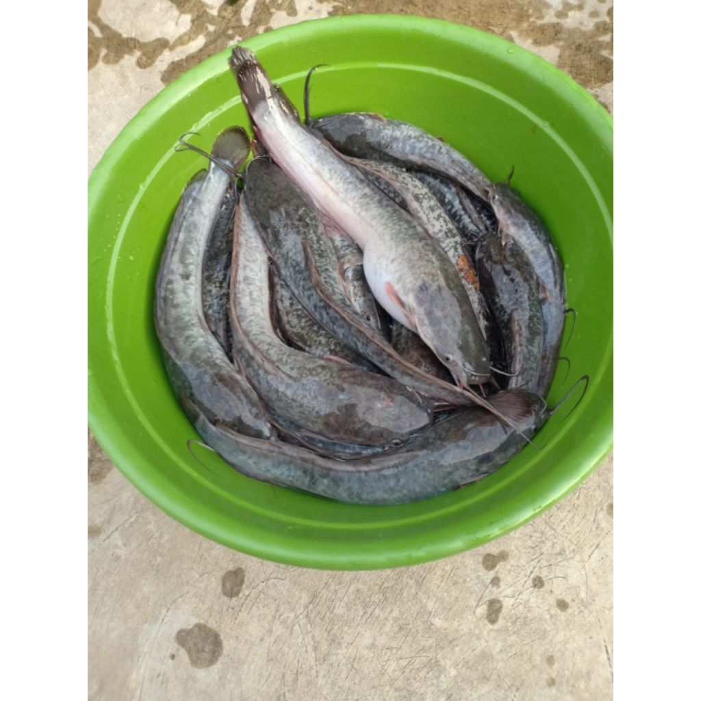 

IKAN LELE SEGAR BANG AYEY 500g – Daging Gurih Manis, Higienis, Pakan Berkualitas