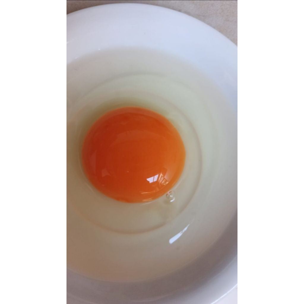 

Telur Omega Isi 12 / 16