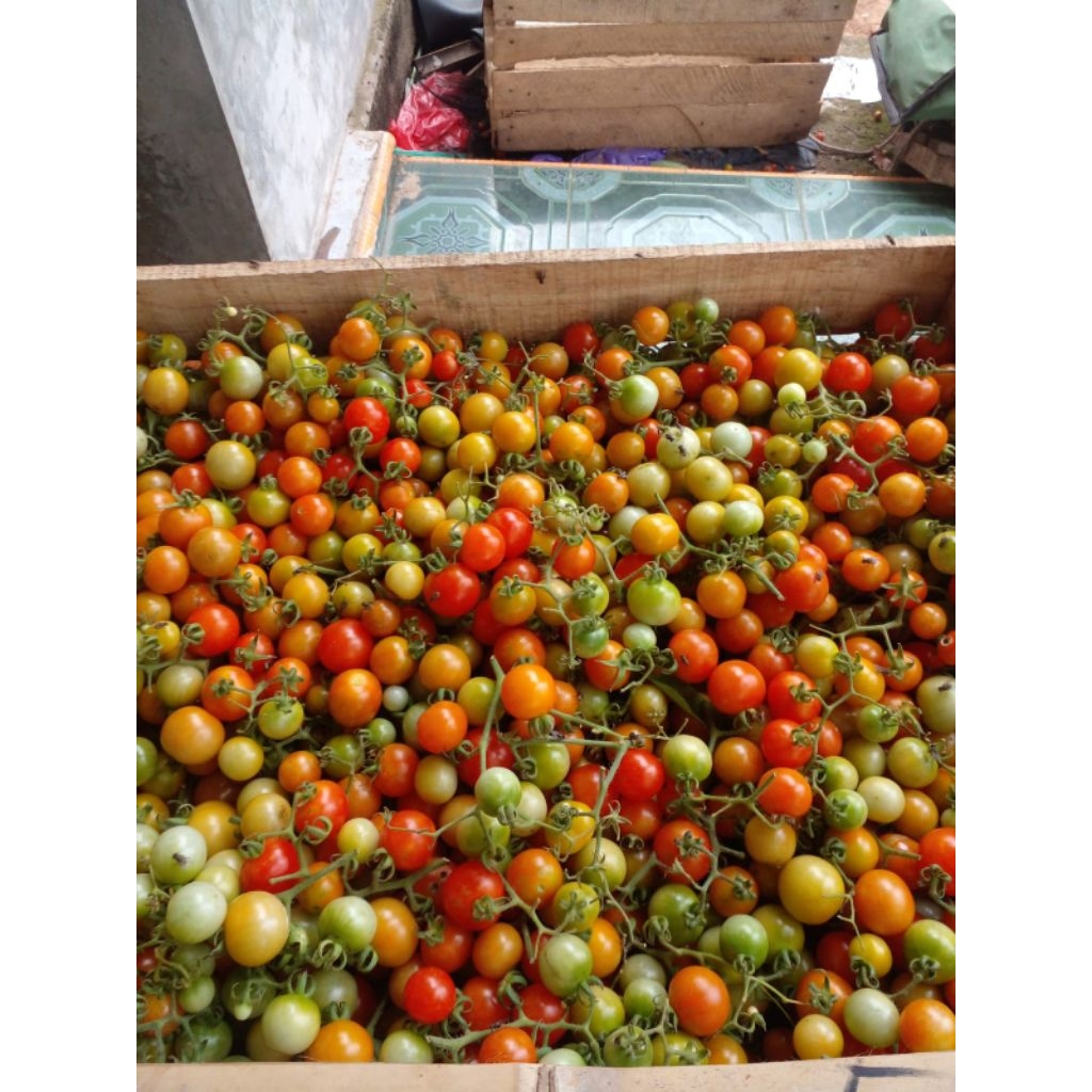 

Rampai Asli Lampung, Cungkedire