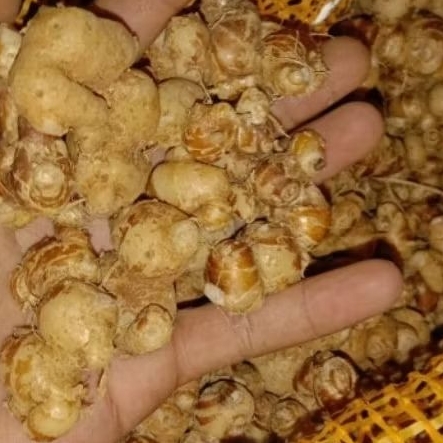 

kencur cikur bahan seblak