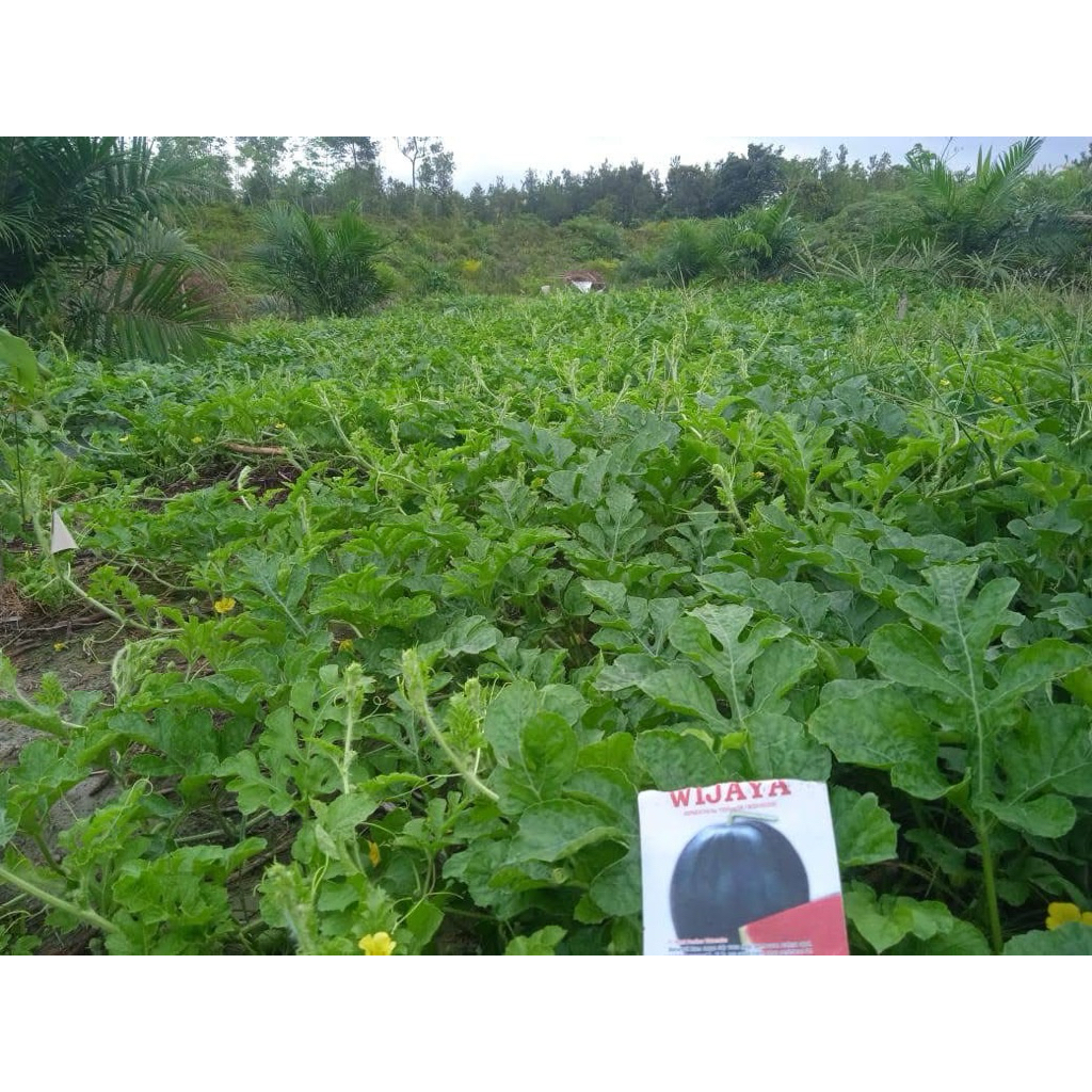 WIJAYA F1, Benih semangka Bulat kulit Gelap