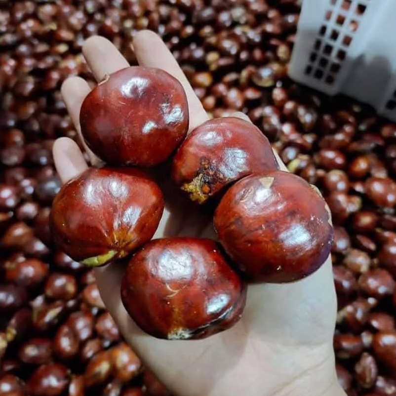 

JENGKOL JENGKI JRENG 250GR-1KG PENGIRIMAN SETIAP HARI