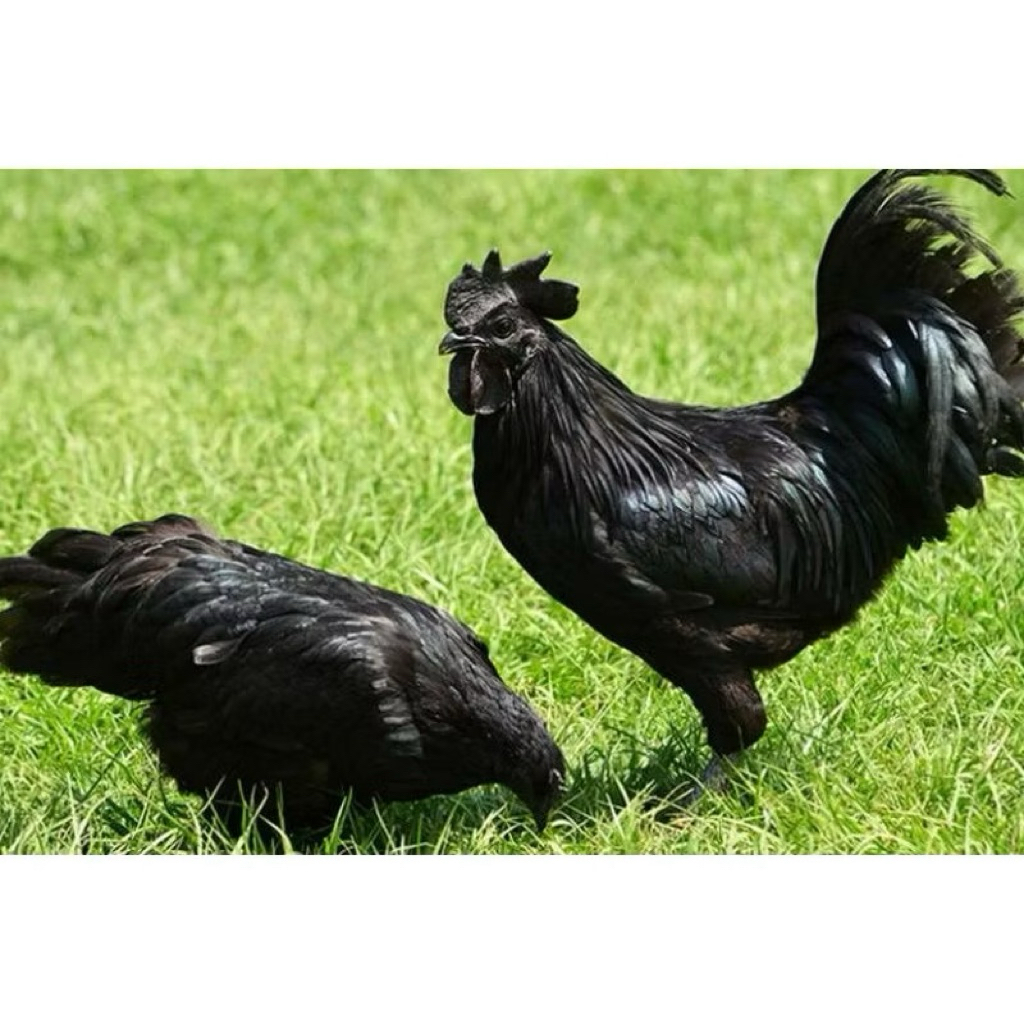 

TELUR AYAM CEMANI HIAS BELI 3 gratis 1