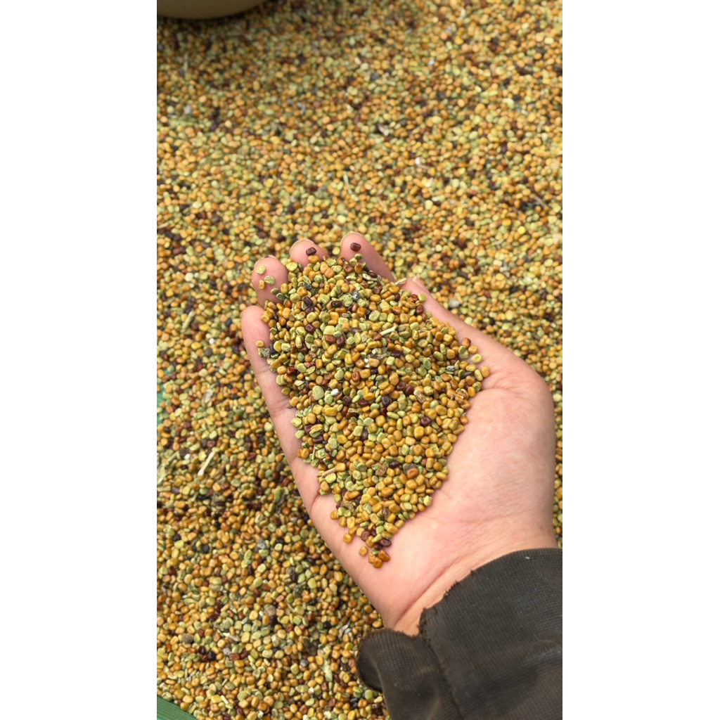 Biji Kacangan Benih 1KG (CM) Calopogonium Mucunoides biji kacangan untuk kelapa sawit