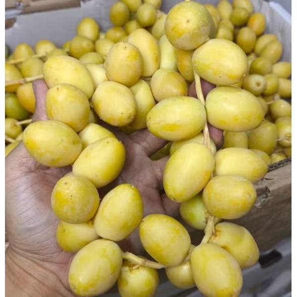 

READY TANPA PO KURMA MUDA SEGAR 250GR FRESH BUKAN FROZEN